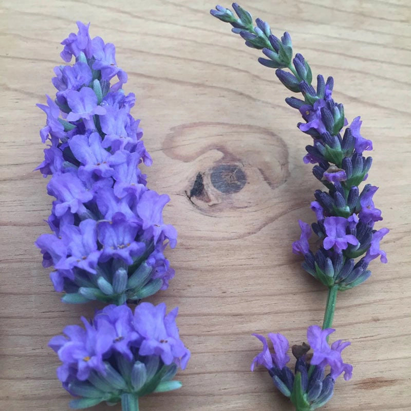 sensational lavender plant care Sensational! Lavender - 3 Plants - Jumbo | Lavandula x intermedia Sensational! ('Tesseract' PP31786) | Purple | Zone 5-9