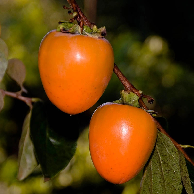 Hachiya Persimmon