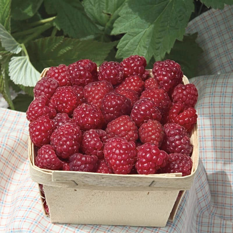 Crimson Night Raspberry