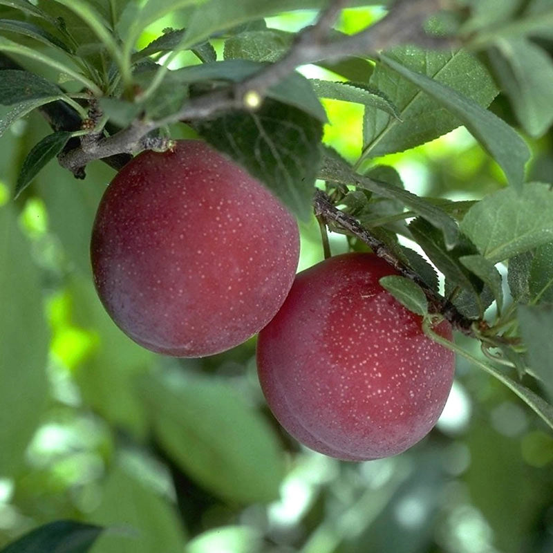 Beauty Japanese Plum