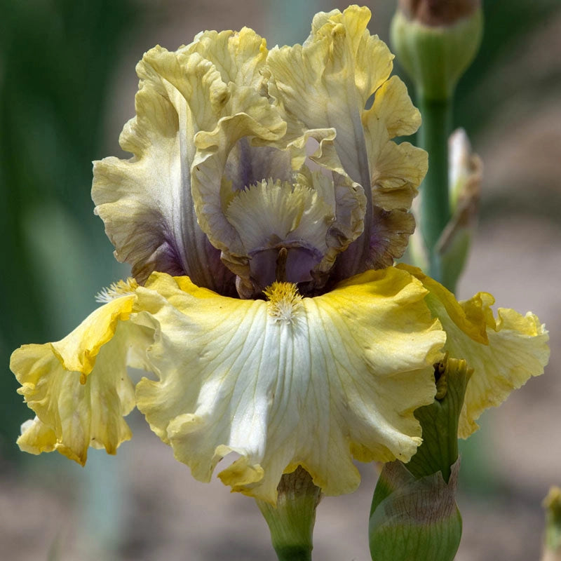 Monsoon Moon Bearded Iris