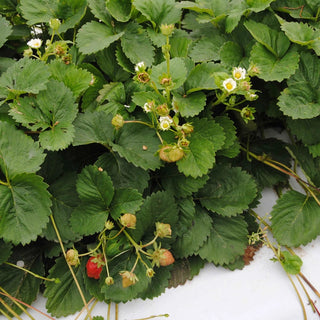 Charlotte Strawberry