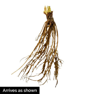 Charlotte Strawberry