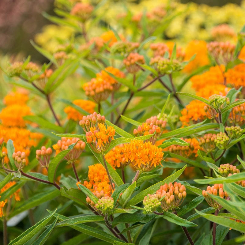 Orange Butterfly Plant