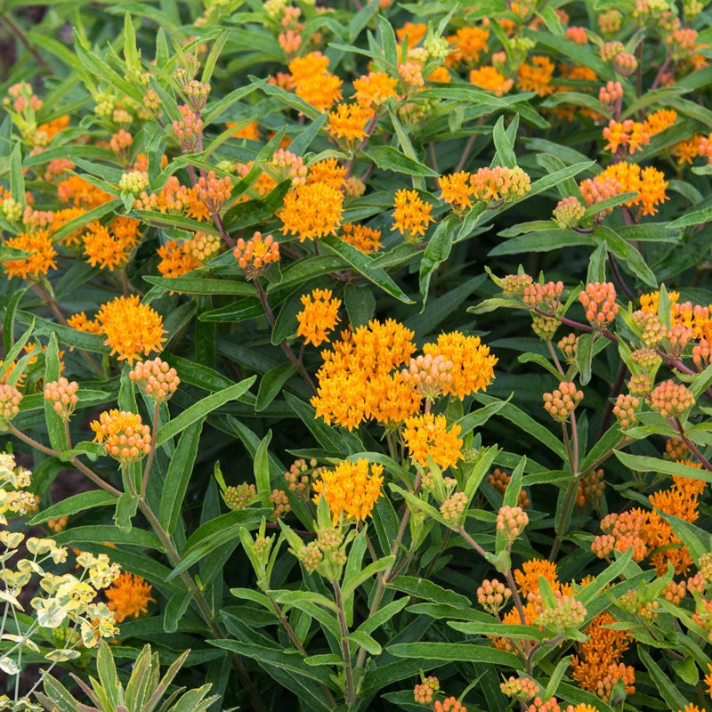 Orange Butterfly Plant