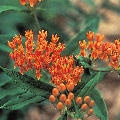 Orange Butterfly Plant