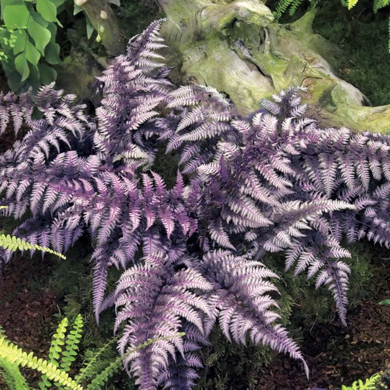 fern house plants for sale Japanese Painted Fern