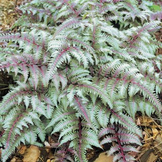 Japanese Painted Fern