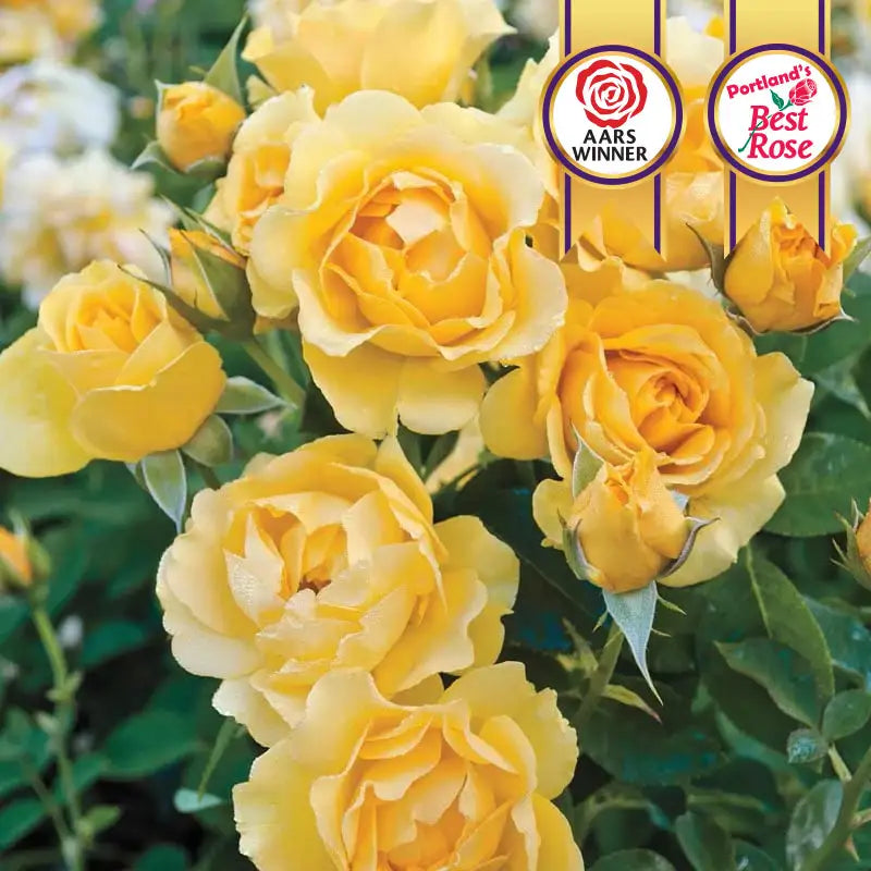 Yellow Spring Hill Roses Julia Child Rose | Yellow Roses | Spring Hill Nurseries