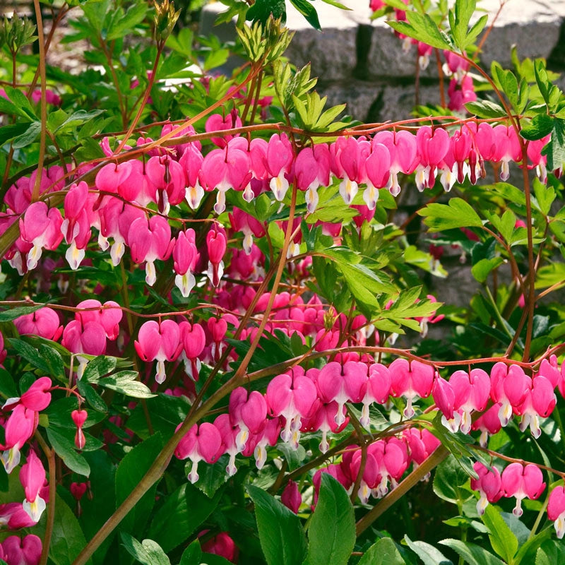 Pink Old-Fashioned Bleeding Heart