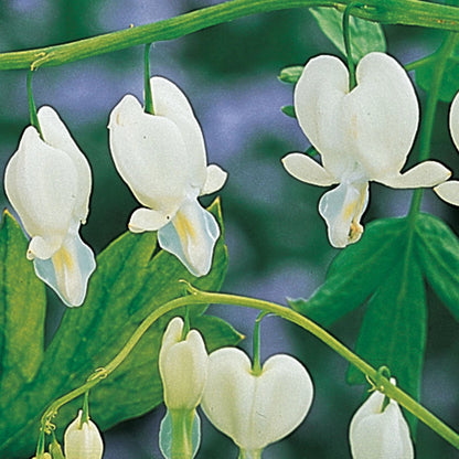 Old-Fashioned Bleeding Heart