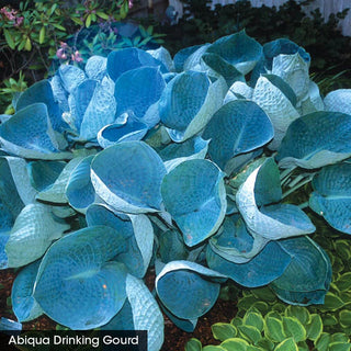Award Winning Hosta Value Collection