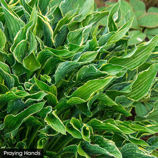 Award Winning Hosta Value Collection