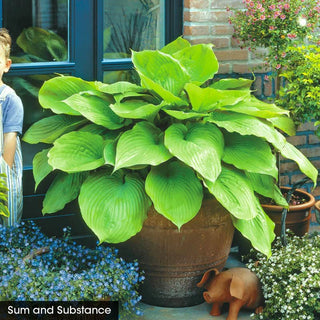 Award Winning Hosta Value Collection