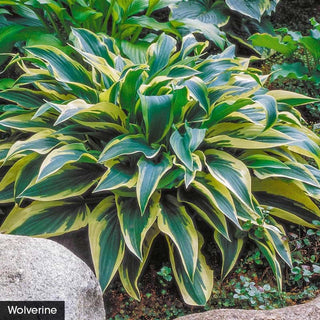 Award Winning Hosta Value Collection