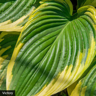 Award Winning Hosta Value Collection