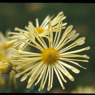 Mammoth Mums Collection