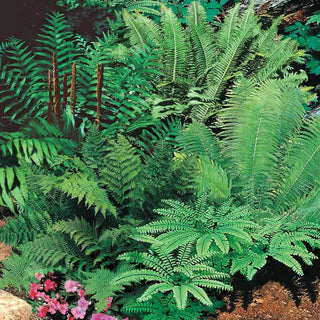 Hardy Fern Mix