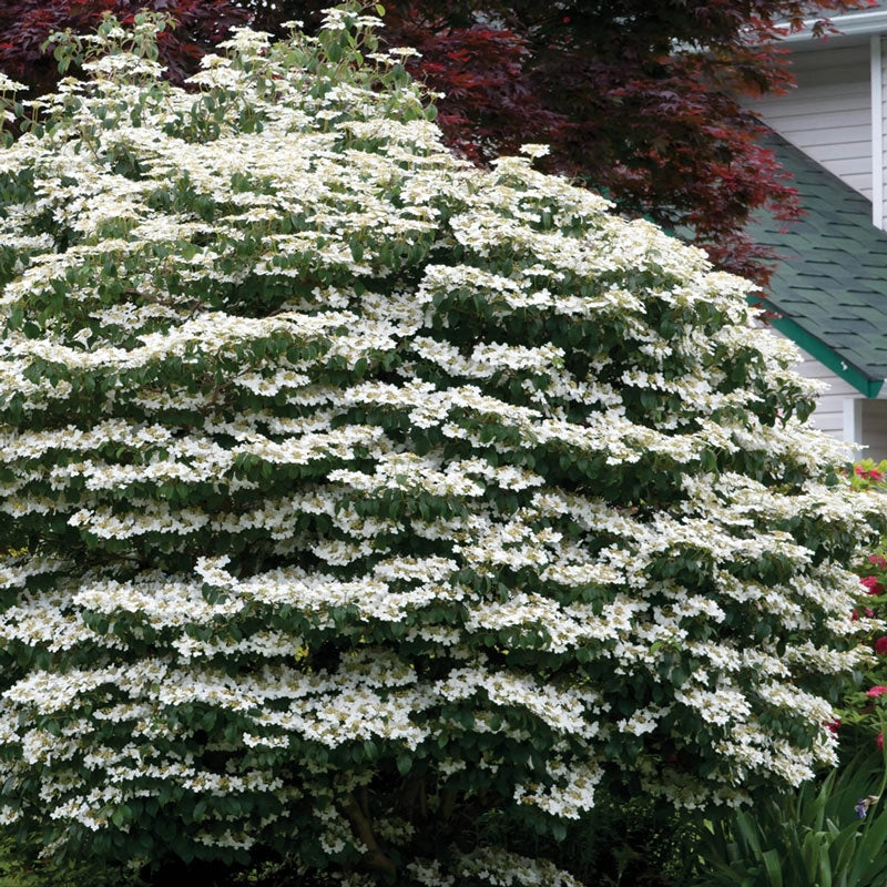 Shasta Doublefile Viburnum