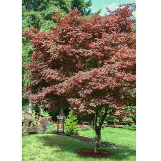 Red Japanese Maple Tree