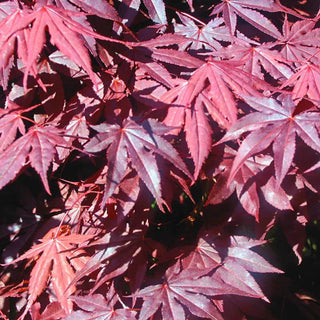 Red Japanese Maple Tree