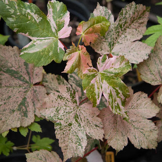 Esk Sunset Japanese Maple Tree