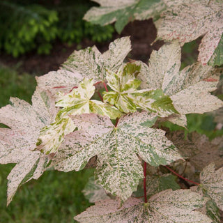 Esk Sunset Japanese Maple Tree