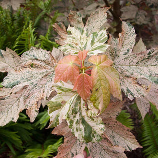 Esk Sunset Japanese Maple Tree