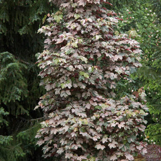 Esk Sunset Japanese Maple Tree