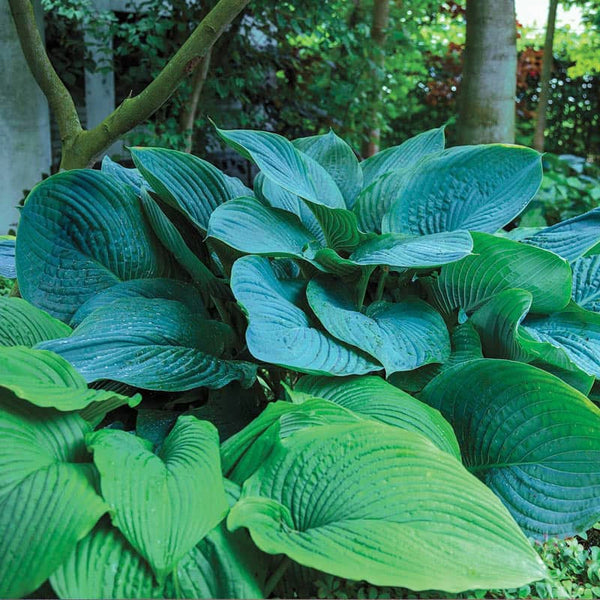 Buy Empress Wu Giant Hosta at Spring Hill Nursery