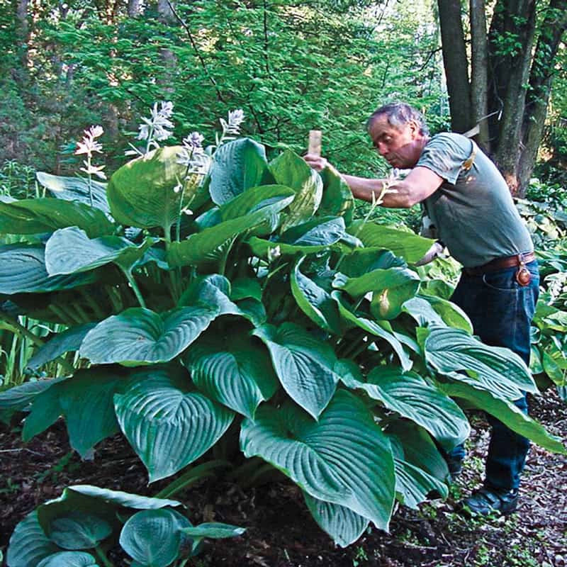 potted hosta plants for sale Buy Empress Wu Giant Hosta at Spring Hill Nursery
