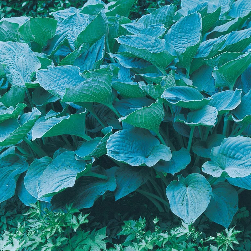 Colossal Blue Hosta