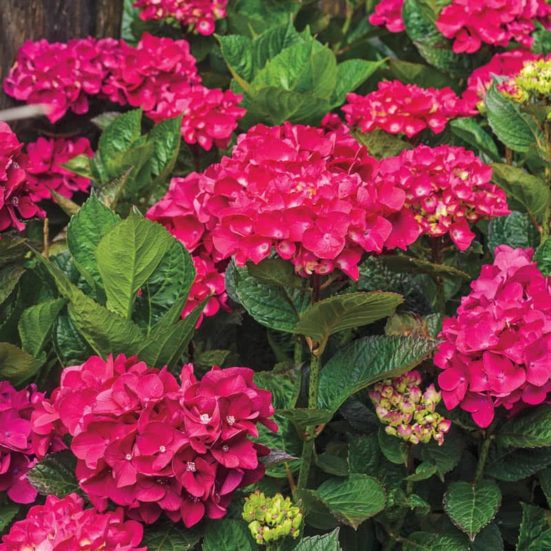 Hydrangea Plants For Sale Spring Hill Nurseries Spring Hill Nursery