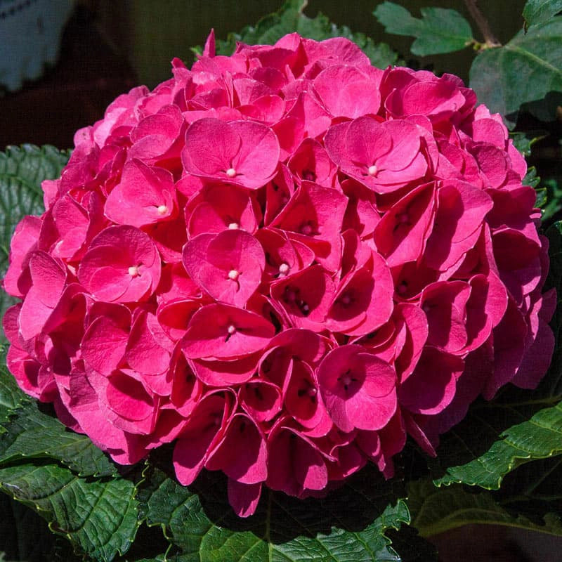 Glowing Embers Hydrangea