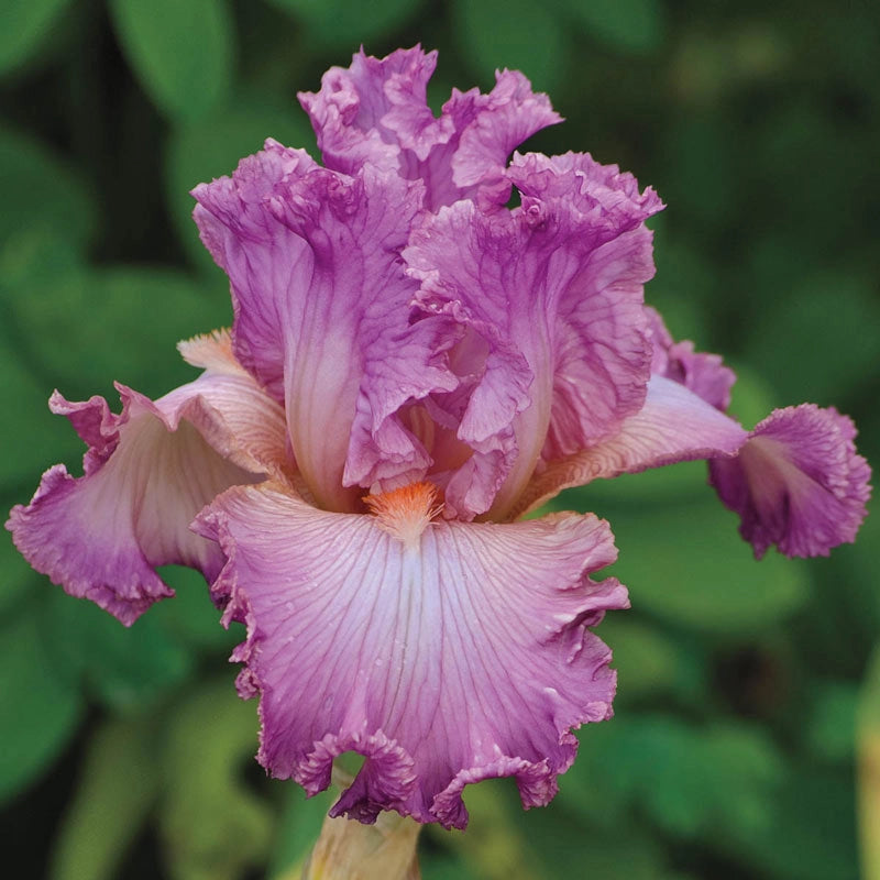 Social Graces Bearded Iris