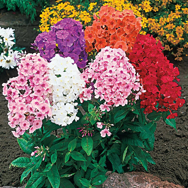 Hardy Tall Phlox