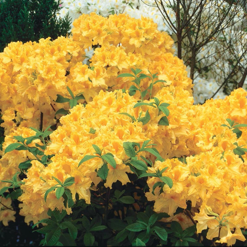 Golden Lights Deciduous Azalea