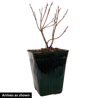 Golden Lights Deciduous Azalea