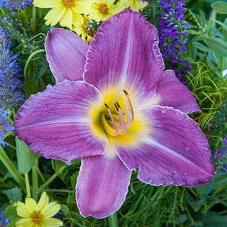 Prairie Blue Eyes Daylily