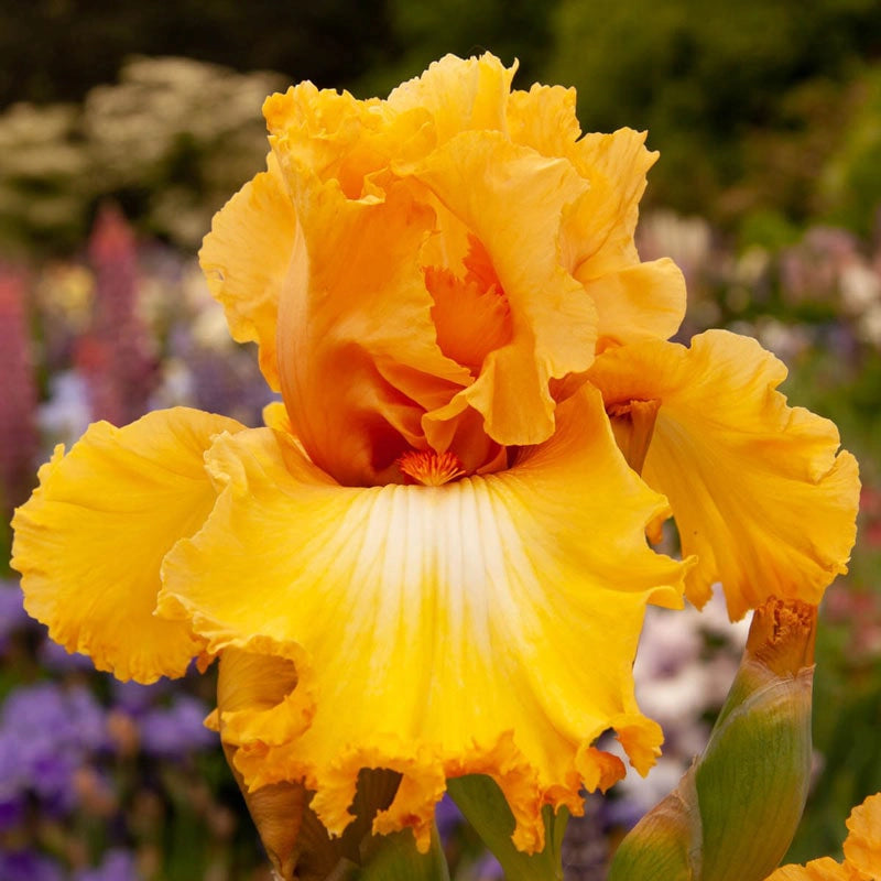 Classic Hues KickStart™ Bearded Iris