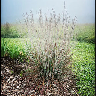 Standing Ovation Little Bluestem
