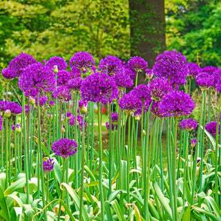 Purple Sensation Allium
