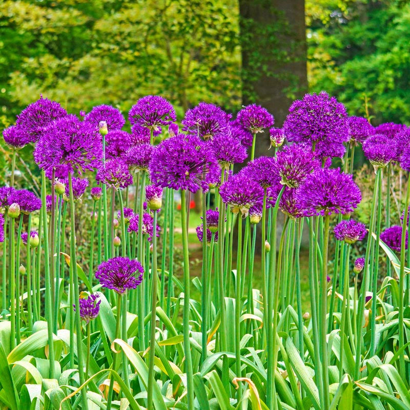 Purple Sensation Allium