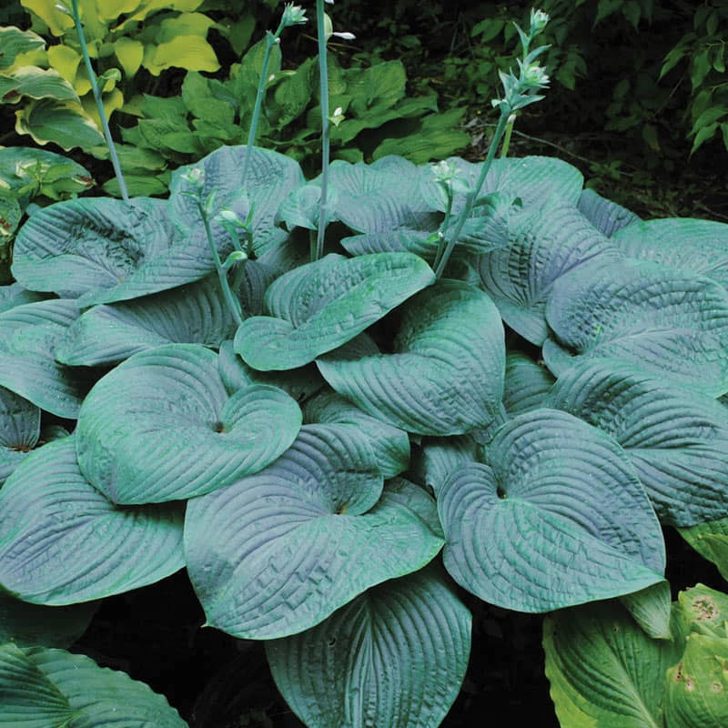 Humpback Whale Giant Hosta