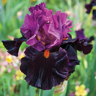 Bouquet Builders After Midnight Iris Collection