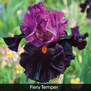Bouquet Builders After Midnight Iris Collection