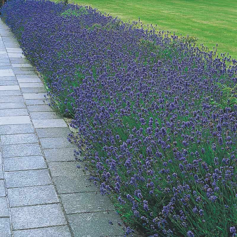 English Lavender