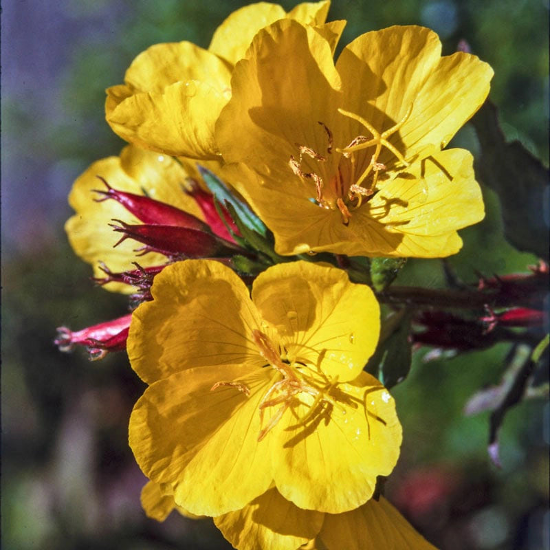 Missouri Evening Primrose