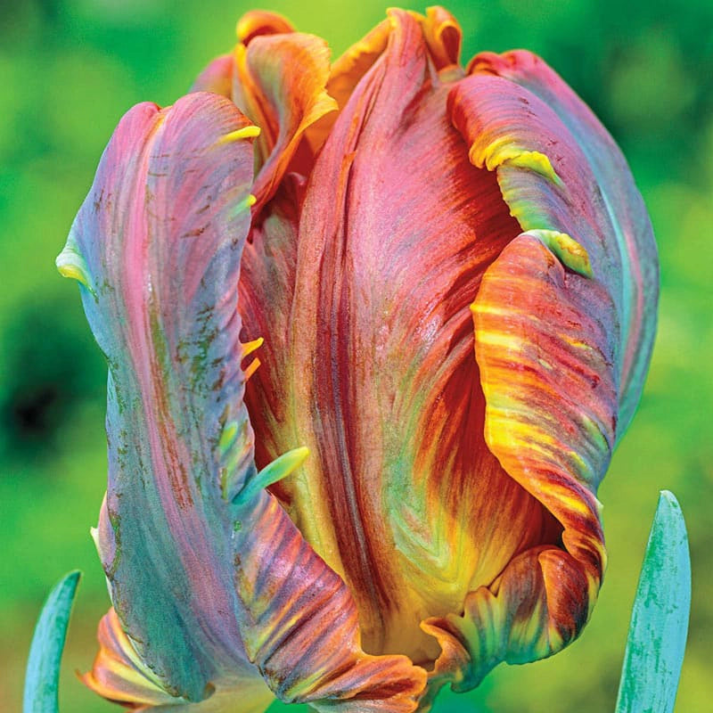 Blumex Parrot Tulip