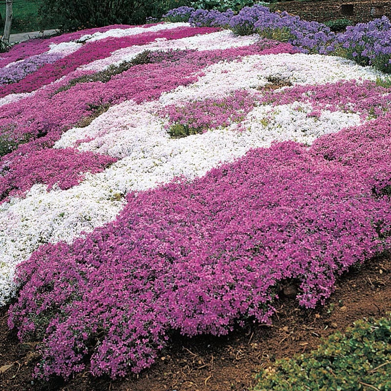 Mixed Creeping Phlox